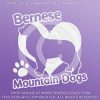 Love Berners Car Decals