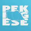 Cool Pekingese Decals
