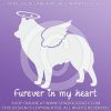 Angel Schipperke Car Decals