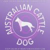 Australian Cattle Dog Car Sticker