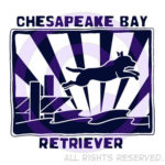 Chesapeake Bay Retriever Dock Jumping
